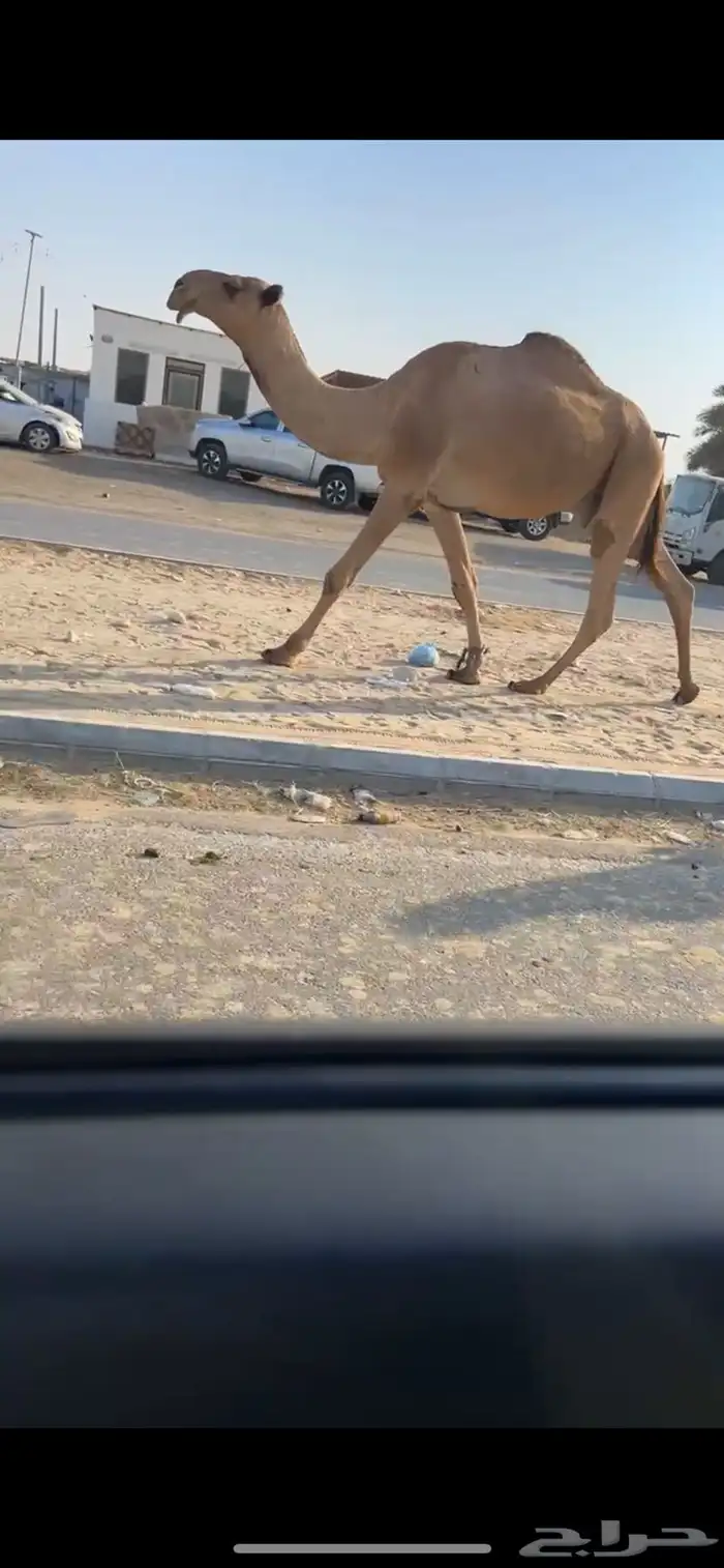 فحل اصفر 1