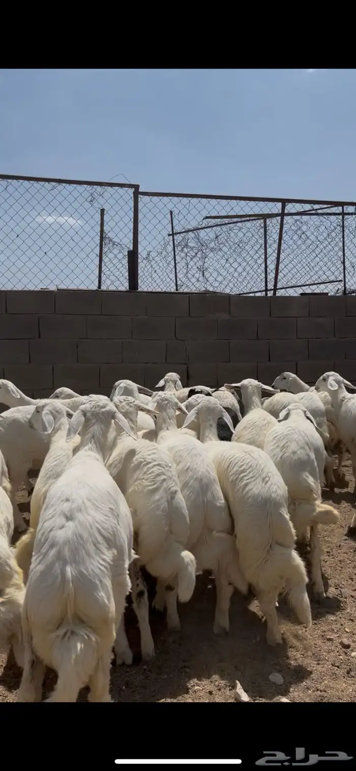 غنام مقنوي 7