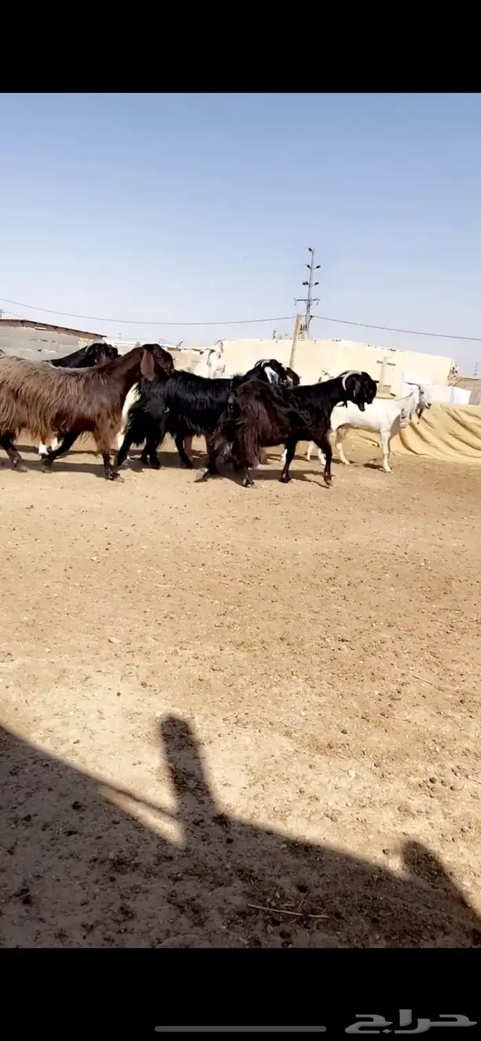 معزا مشاريك 8