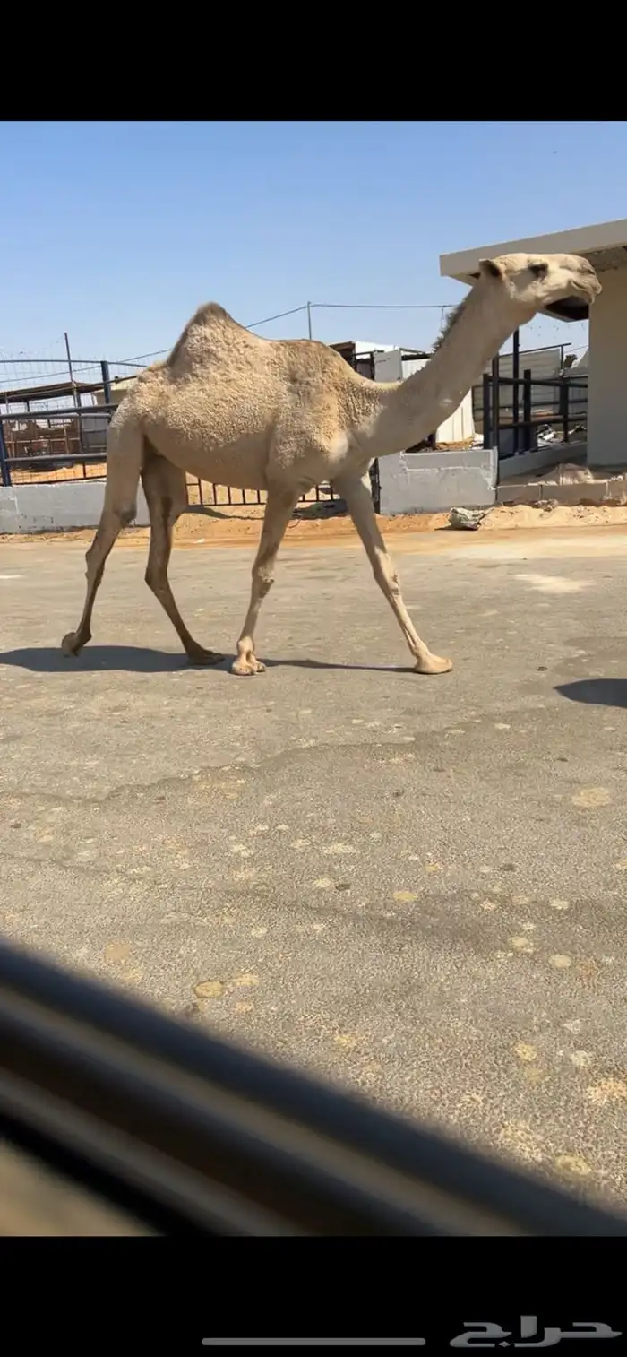 بكره حقه كفؤ مشروطه 0