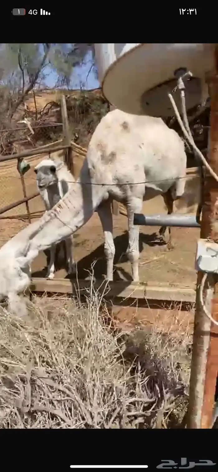 خلفه واحتمال انه القحه 2