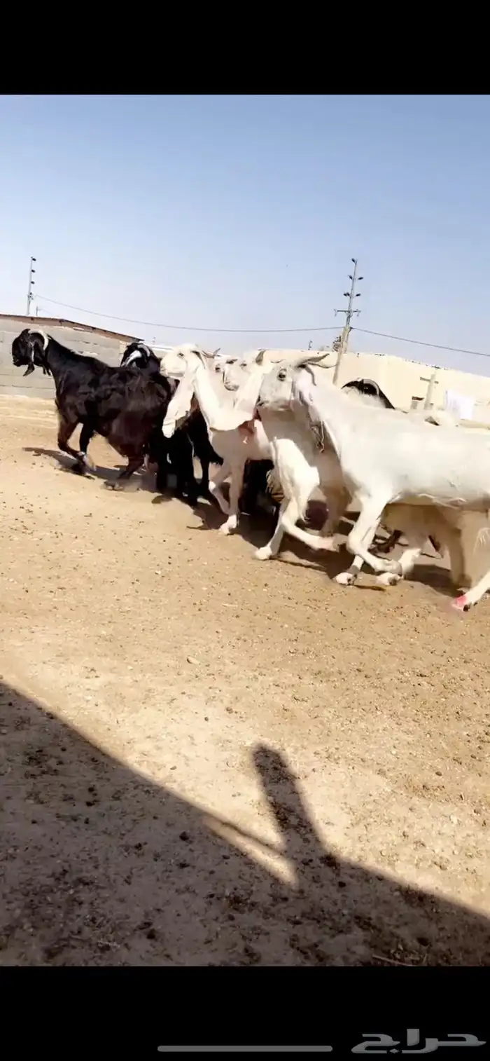 معزا مشاريك 6