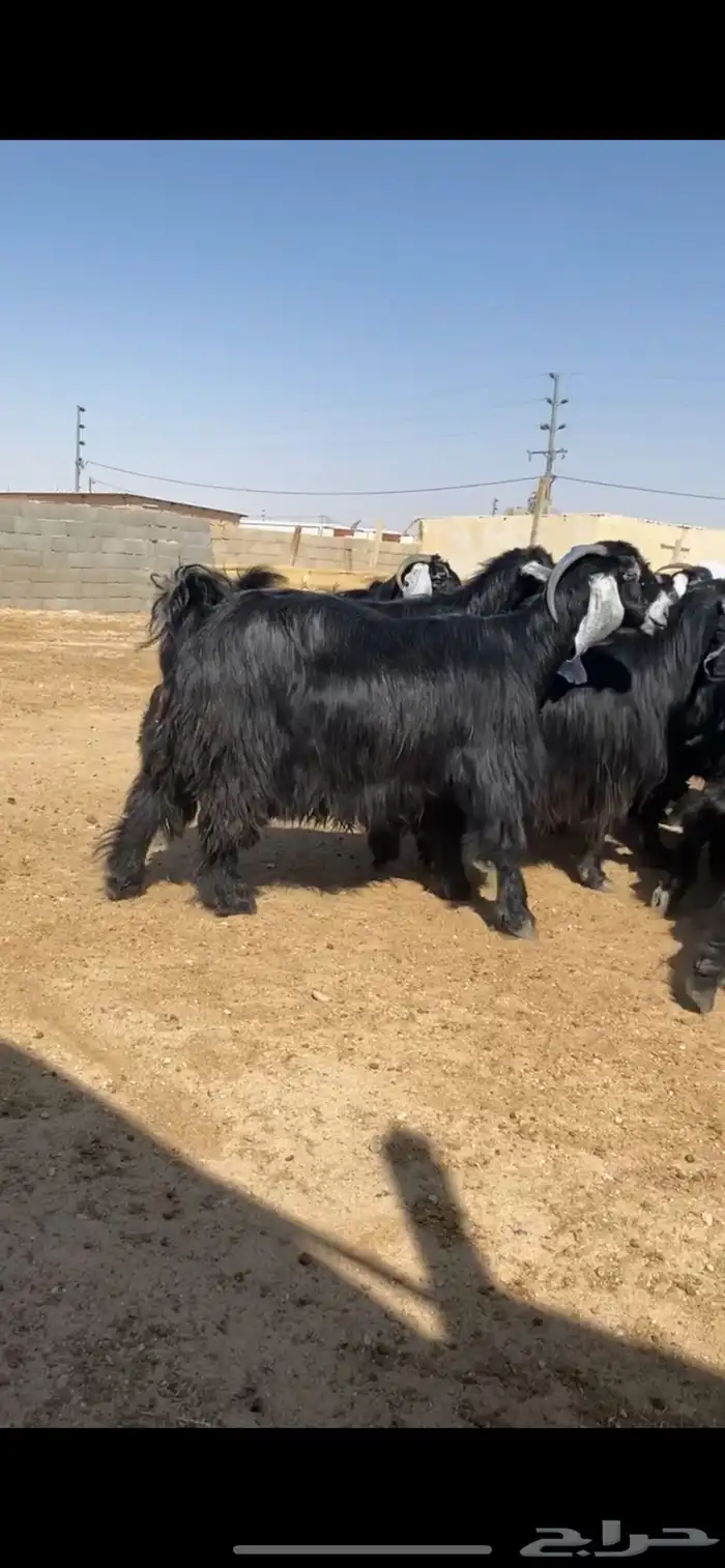 معزا عوارض 2