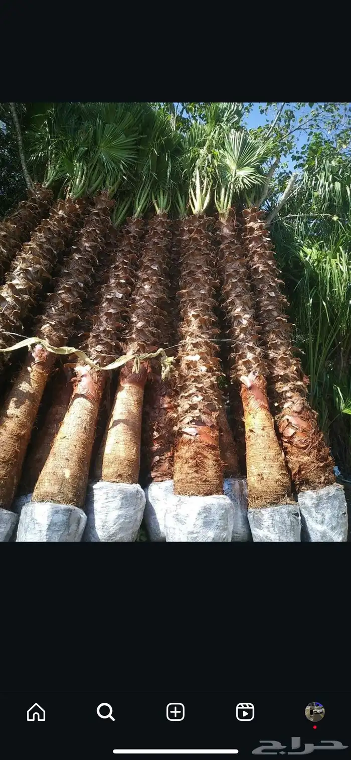 نخل واشنطني زينه نخيل 1