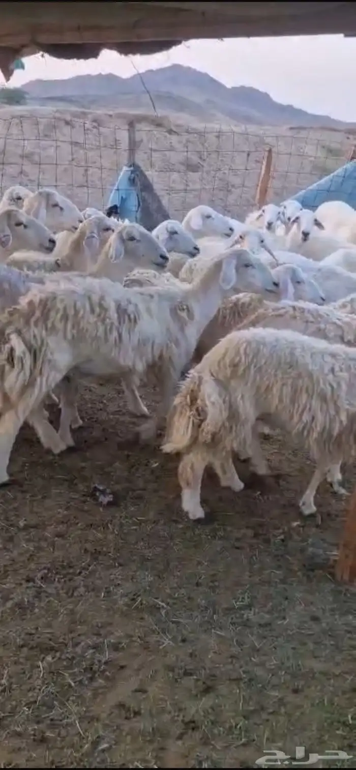 للبيع غنم حريات مواليد 0