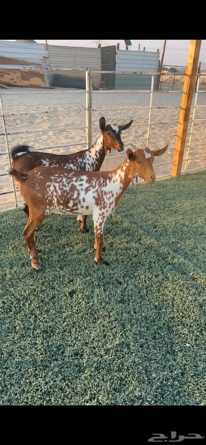 2 جفار 3 شهور. تم البيع 0