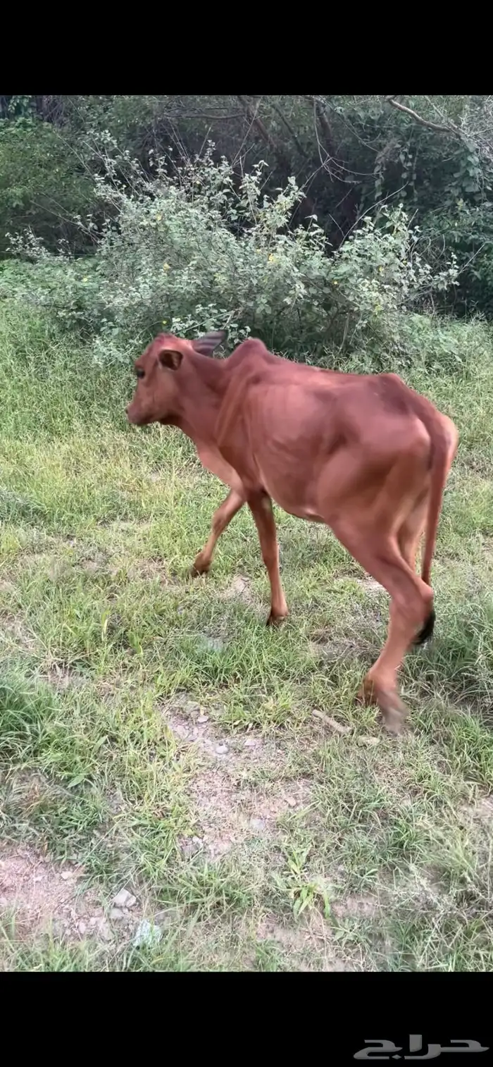 بقر 1