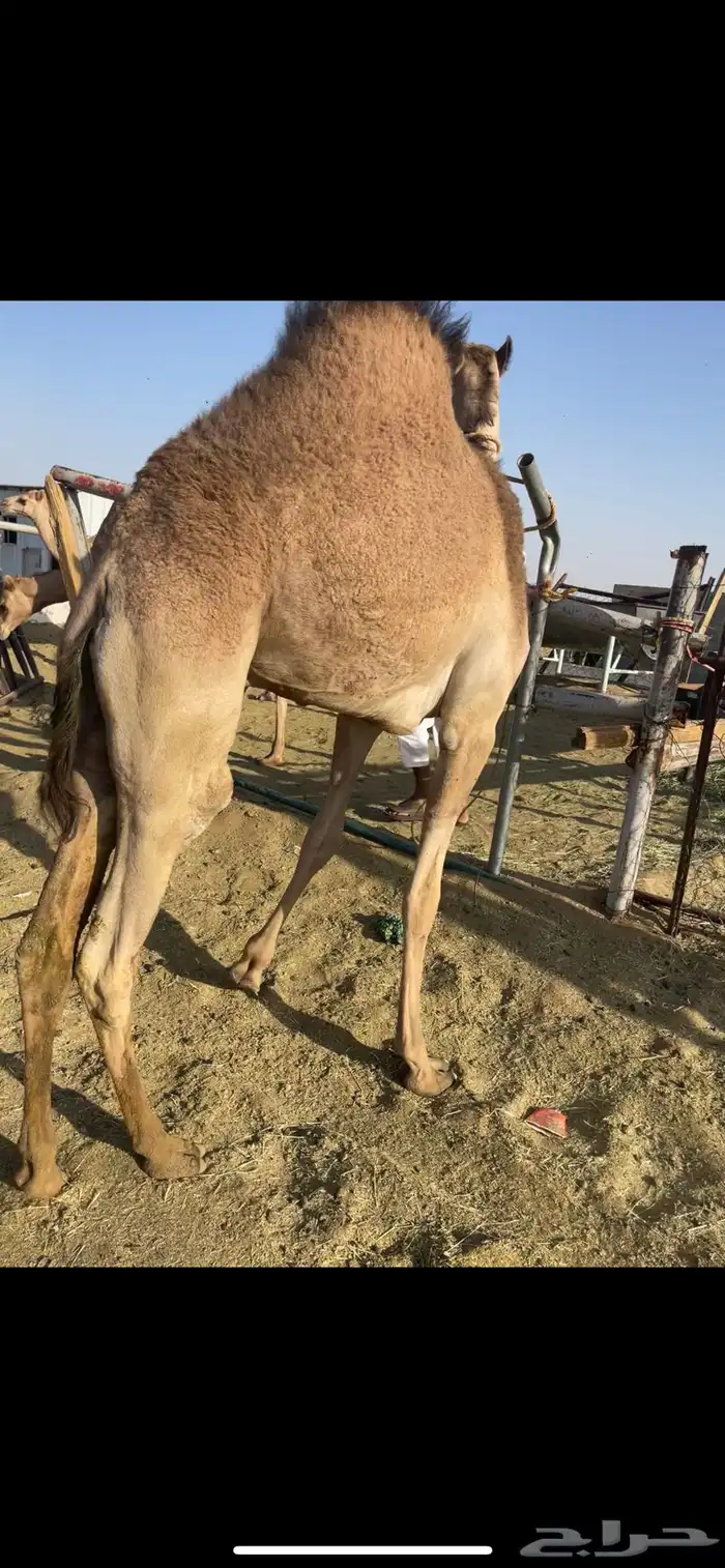 قعود مجمل كفو بلدي 1