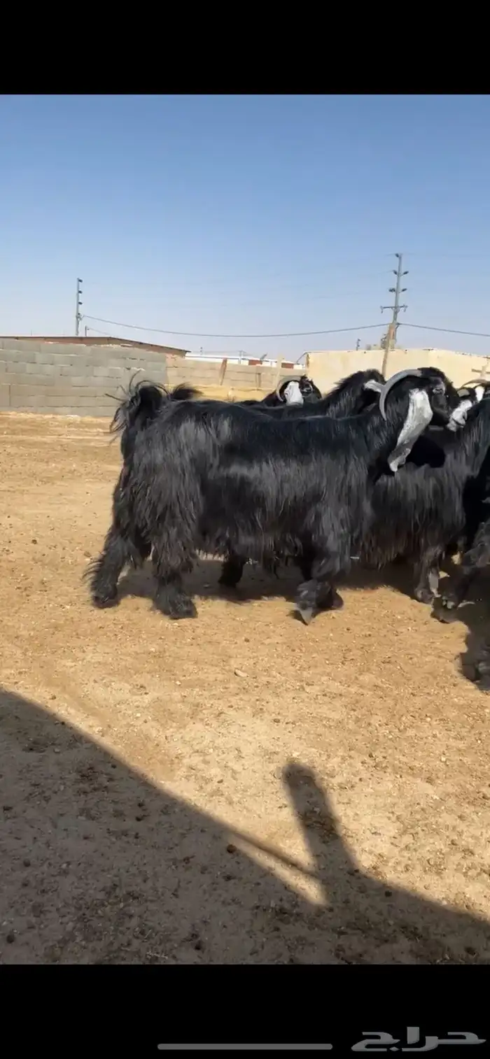 معزا عوارض 0