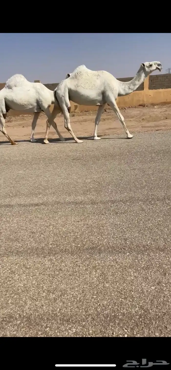 لقحات كفو (تم البيع) 0