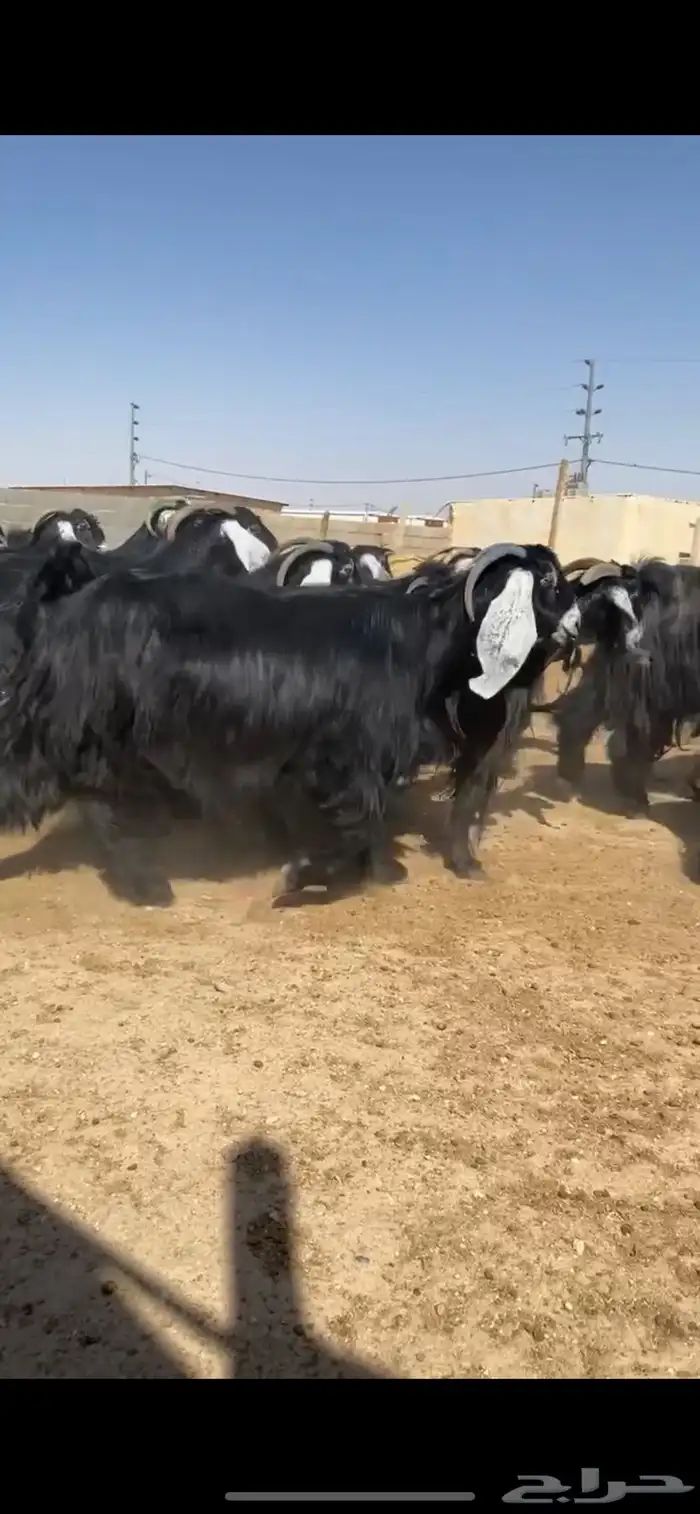 معزا عوارض 5