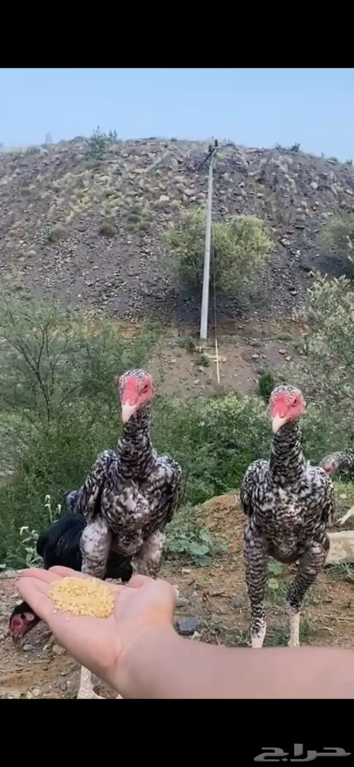 فروخ سنود ( تم البيع ) 0