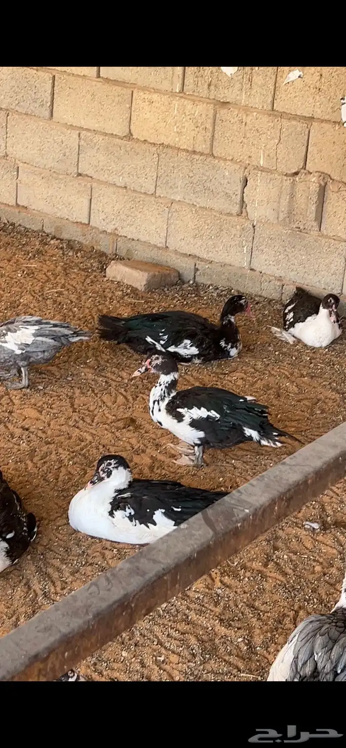 بط مصري العمر 7 شهور 0
