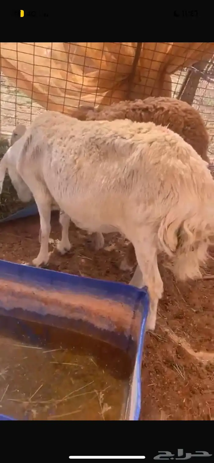 حريه متبع بطلي سلم وروم السن تامه 0