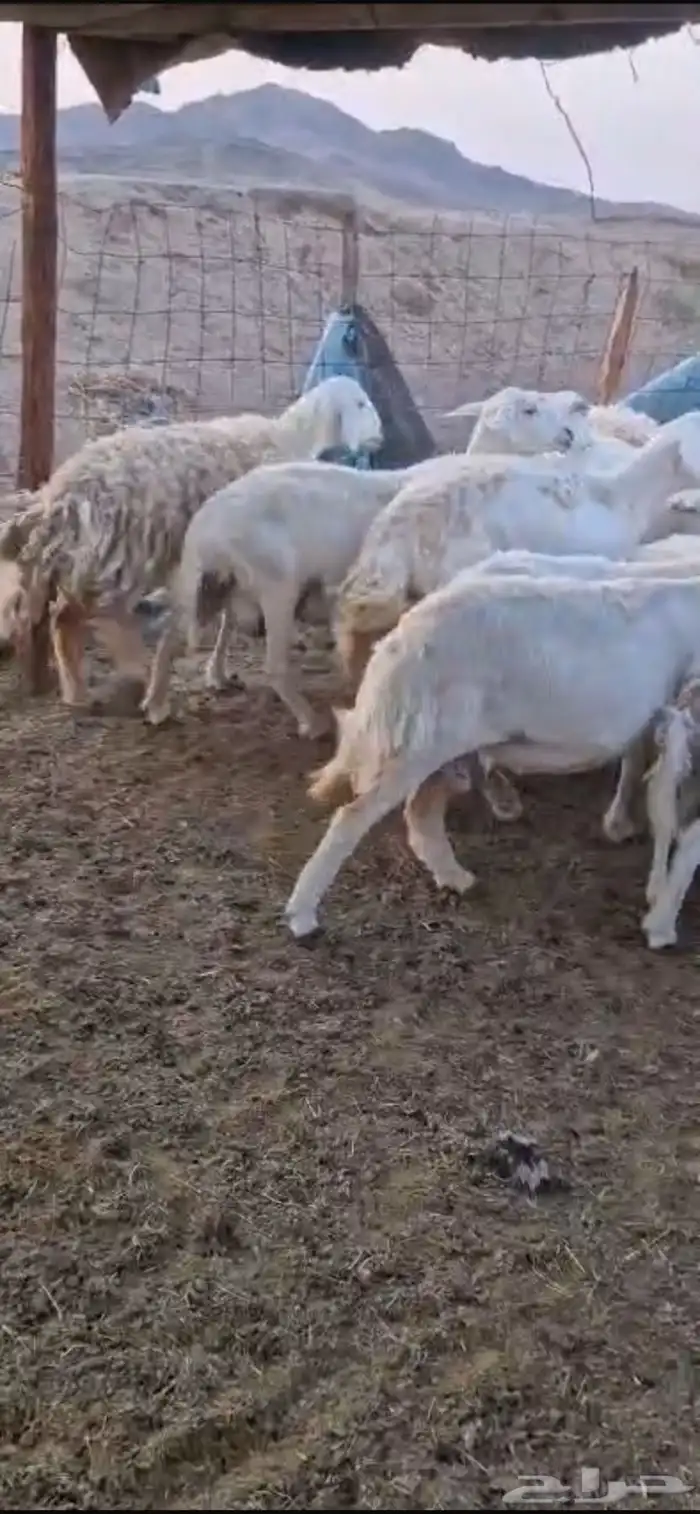 للبيع غنم حريات مواليد 5