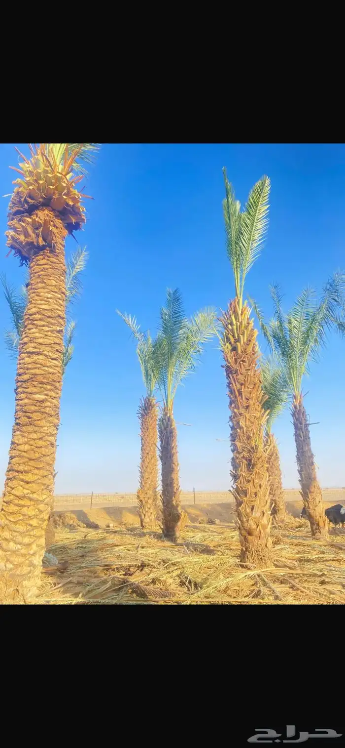 نخل 3
