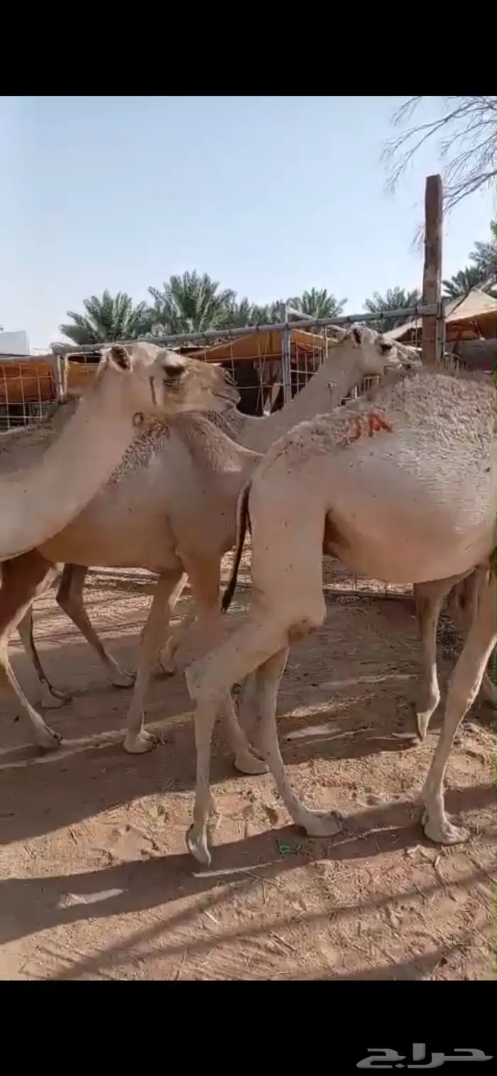 ي مرحب بااهل الزين قعدان جمله وتفريد 4