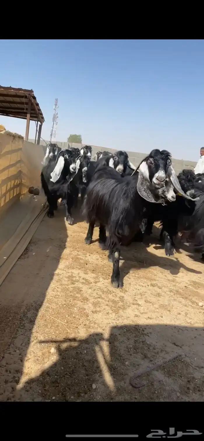 معزا عوارض 4