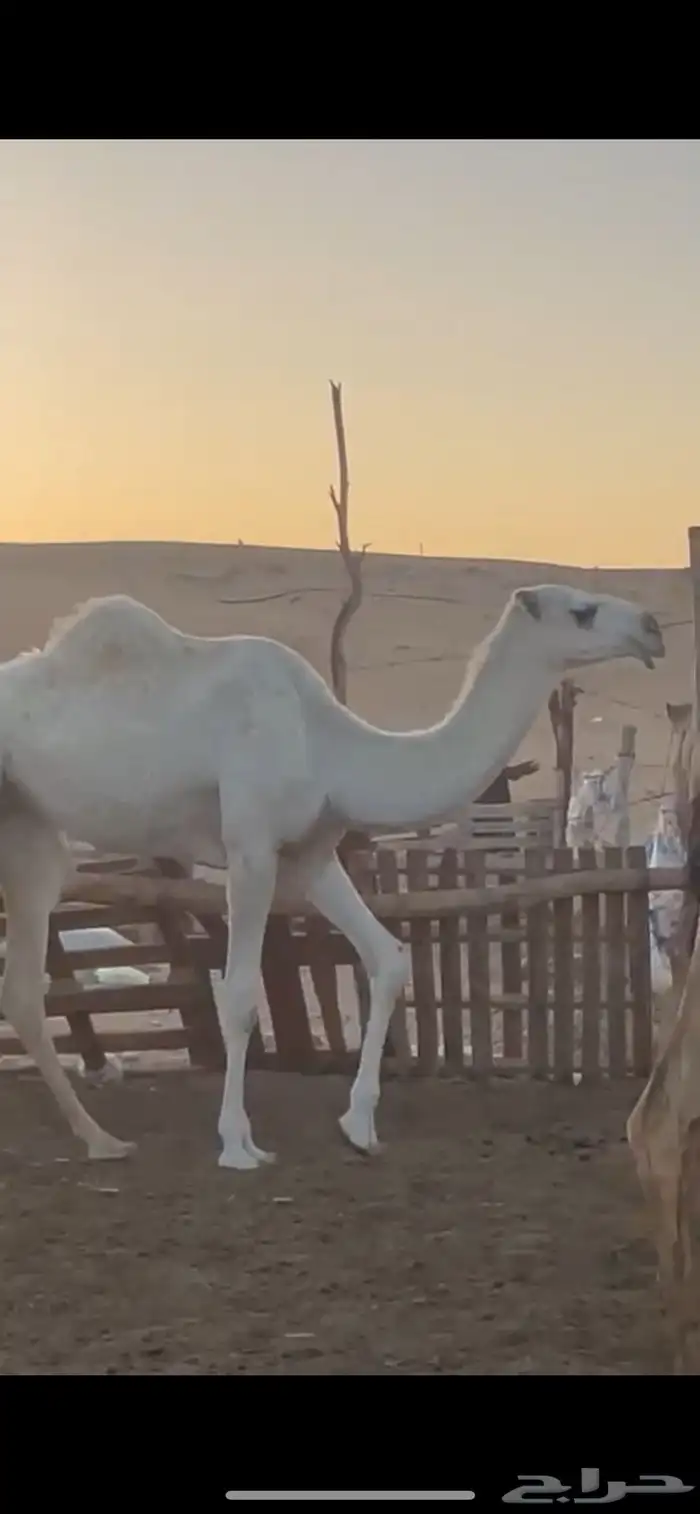 بكره مفروده 2