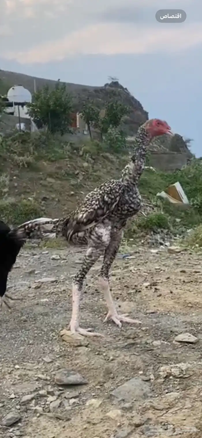 فروخ سنود ( تم البيع ) 2