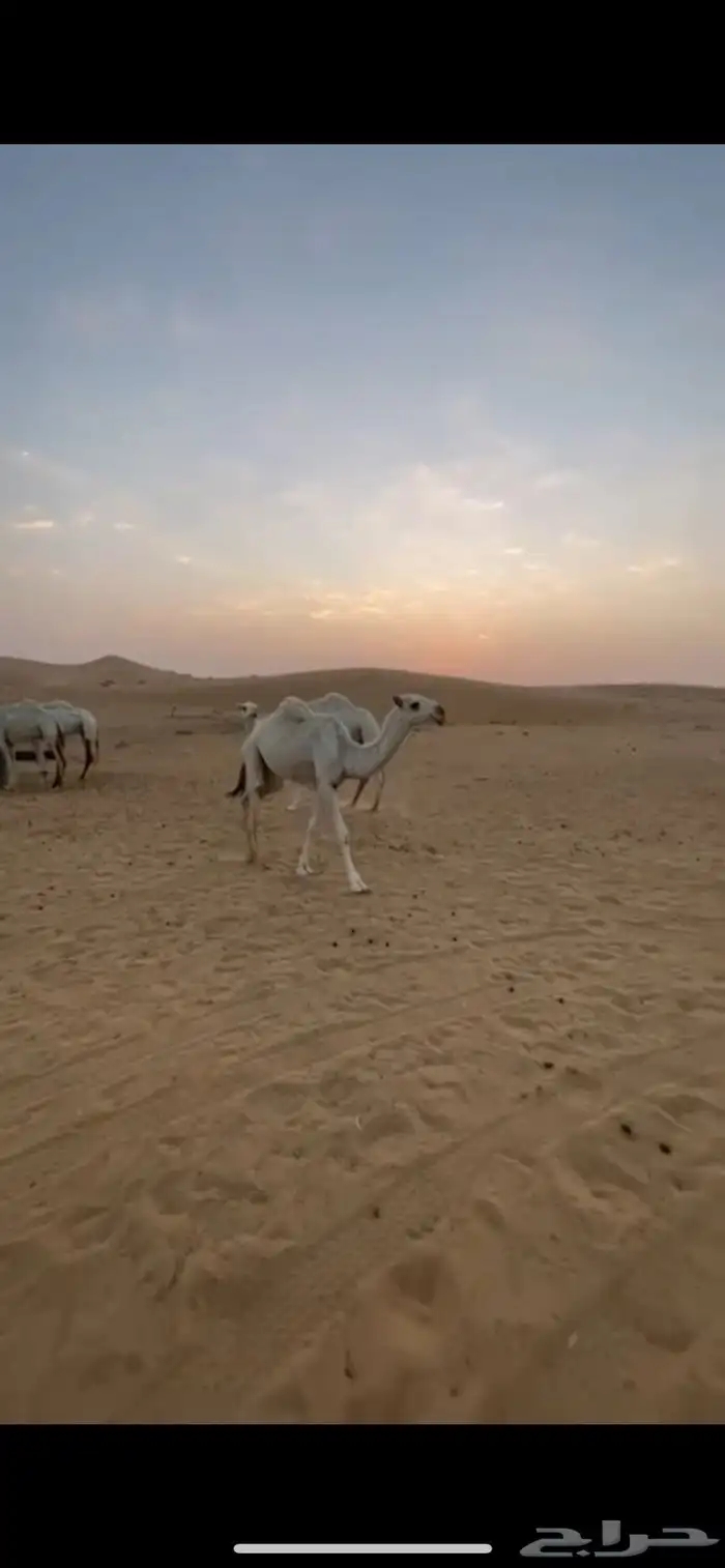 بكره مفروده 3