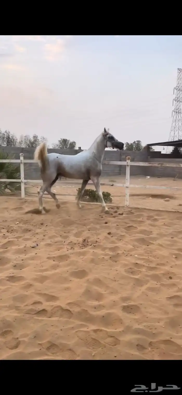 حصان عربي شعبي فاخر للبيع 2