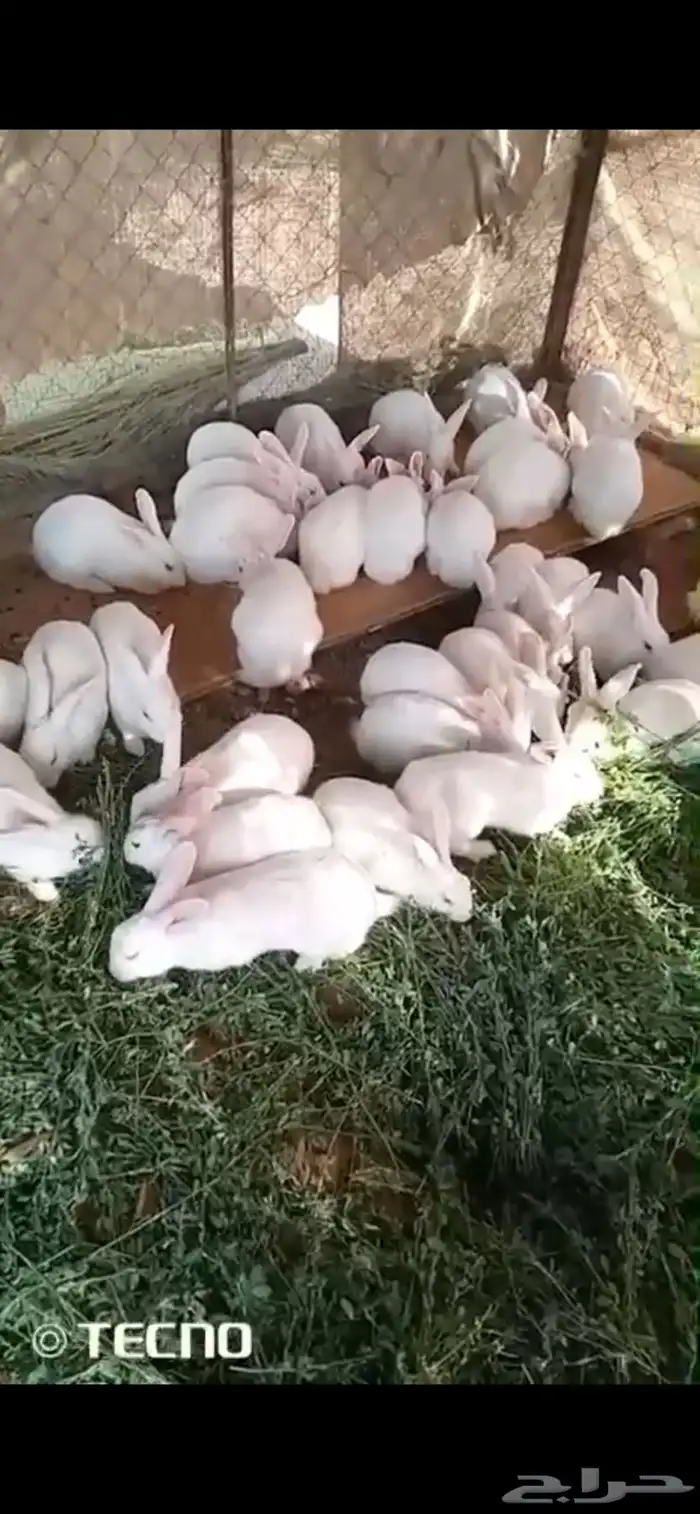 للبيع ارانب فرنسية 0