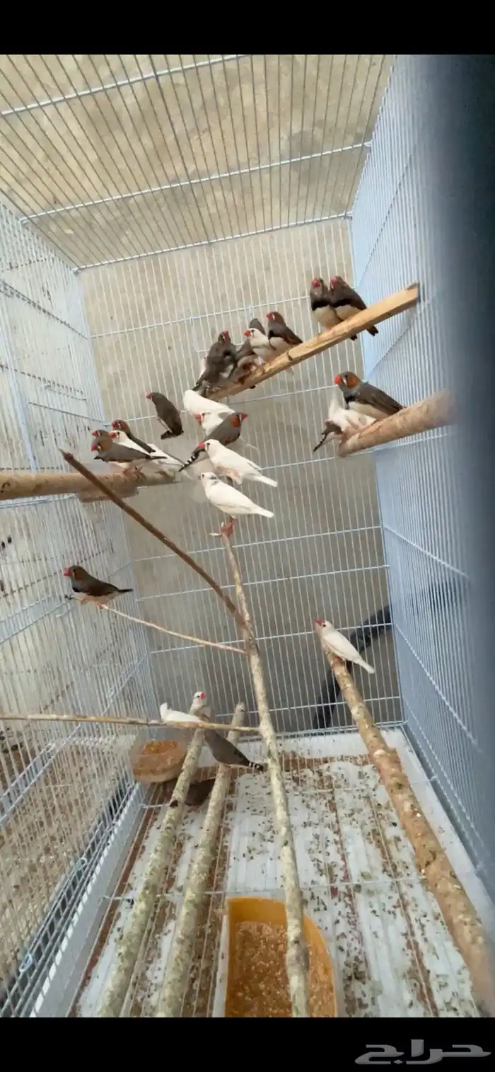 ماشاءالله أجواز زيبرا الحجم العادي منتجين 3