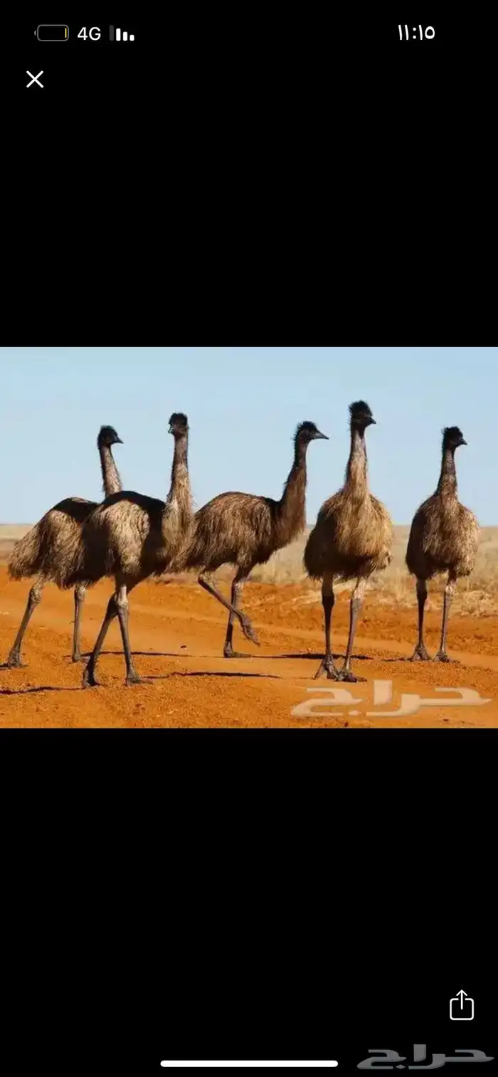 مطلوب نعام ايمو 0
