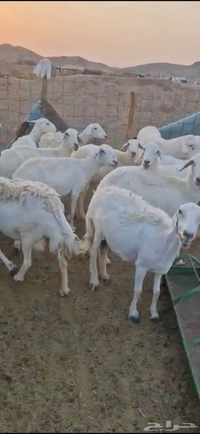 للبيع غنم حريات مواليد 2