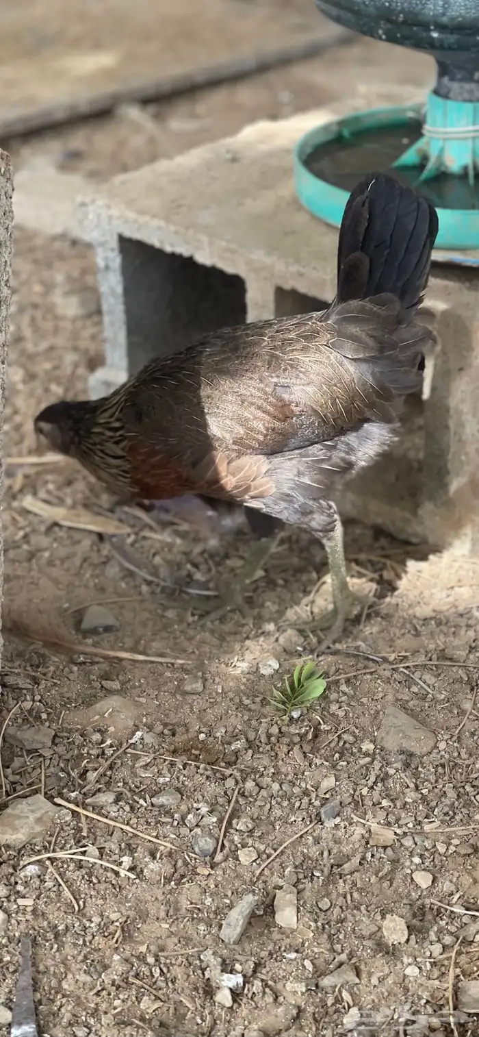 دجاج عربي ماكنتوش اصيل وفاخر ونادر للبيع 1