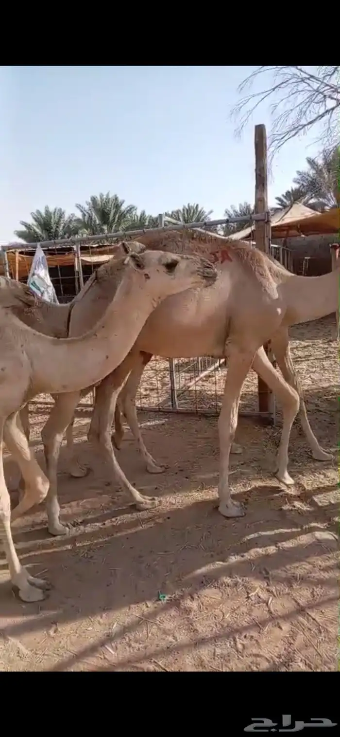 ي مرحب بااهل الزين قعدان جمله وتفريد 3