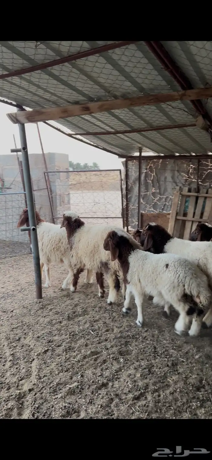 للبيع بهم طيب 6