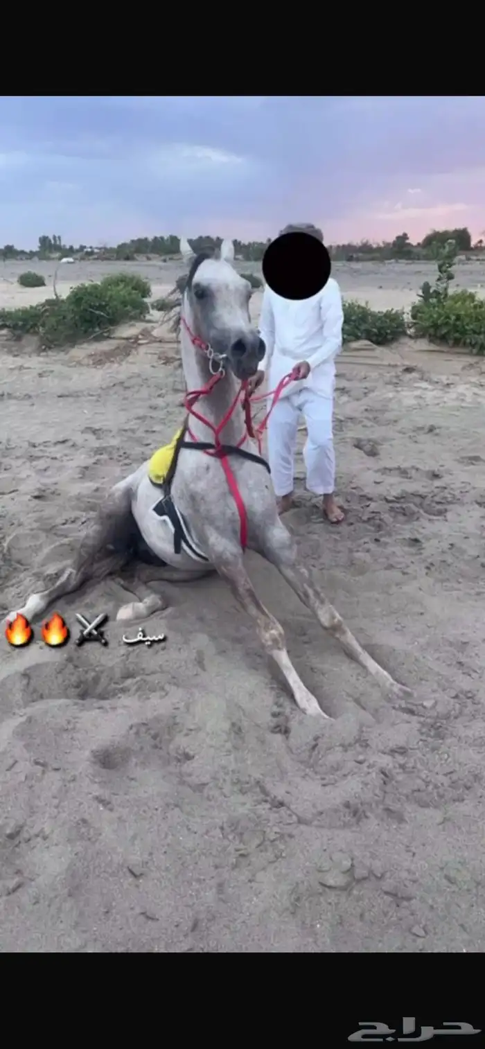 حصان للبيع 0