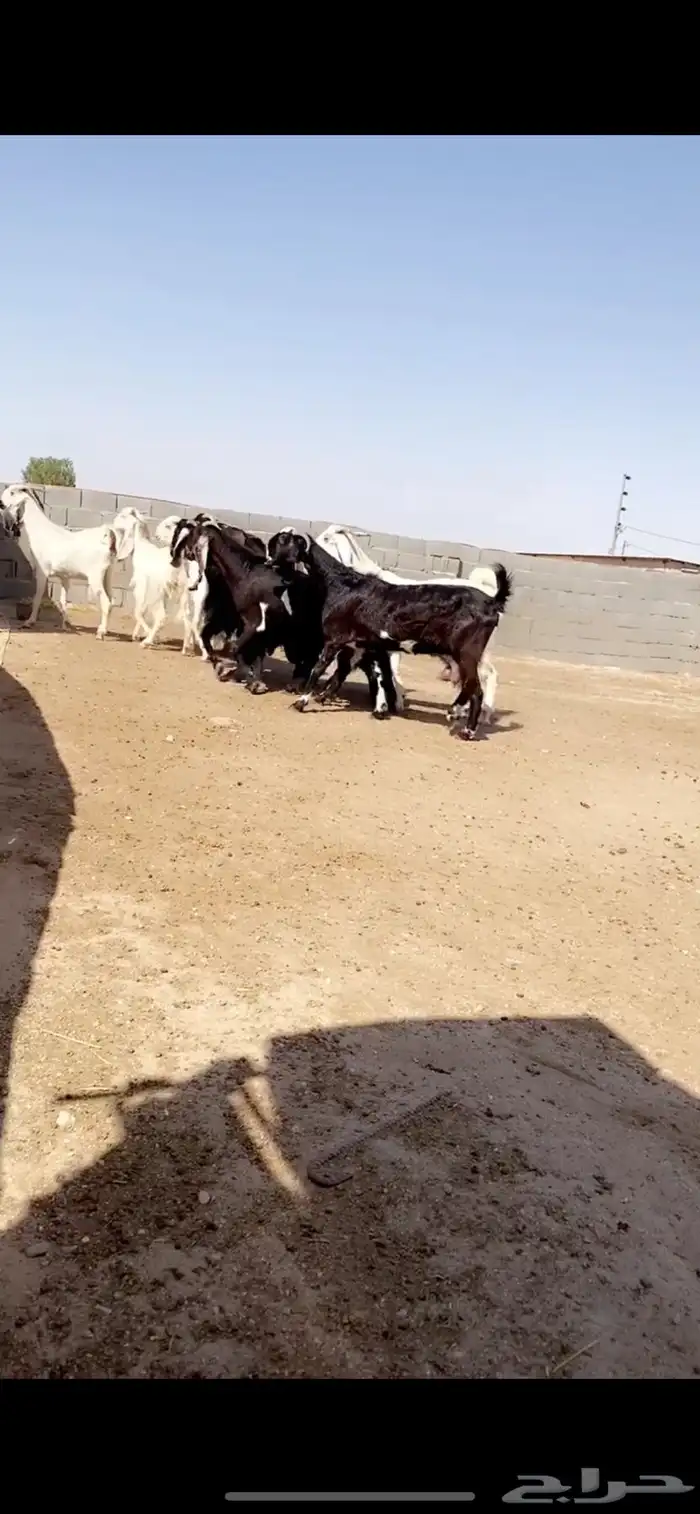 معزا مشاريك 5