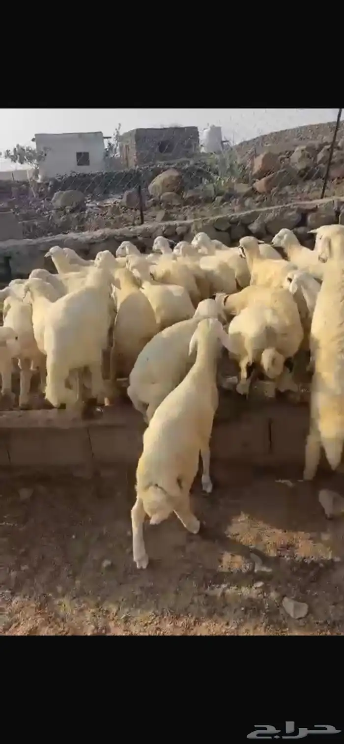 بهم 3