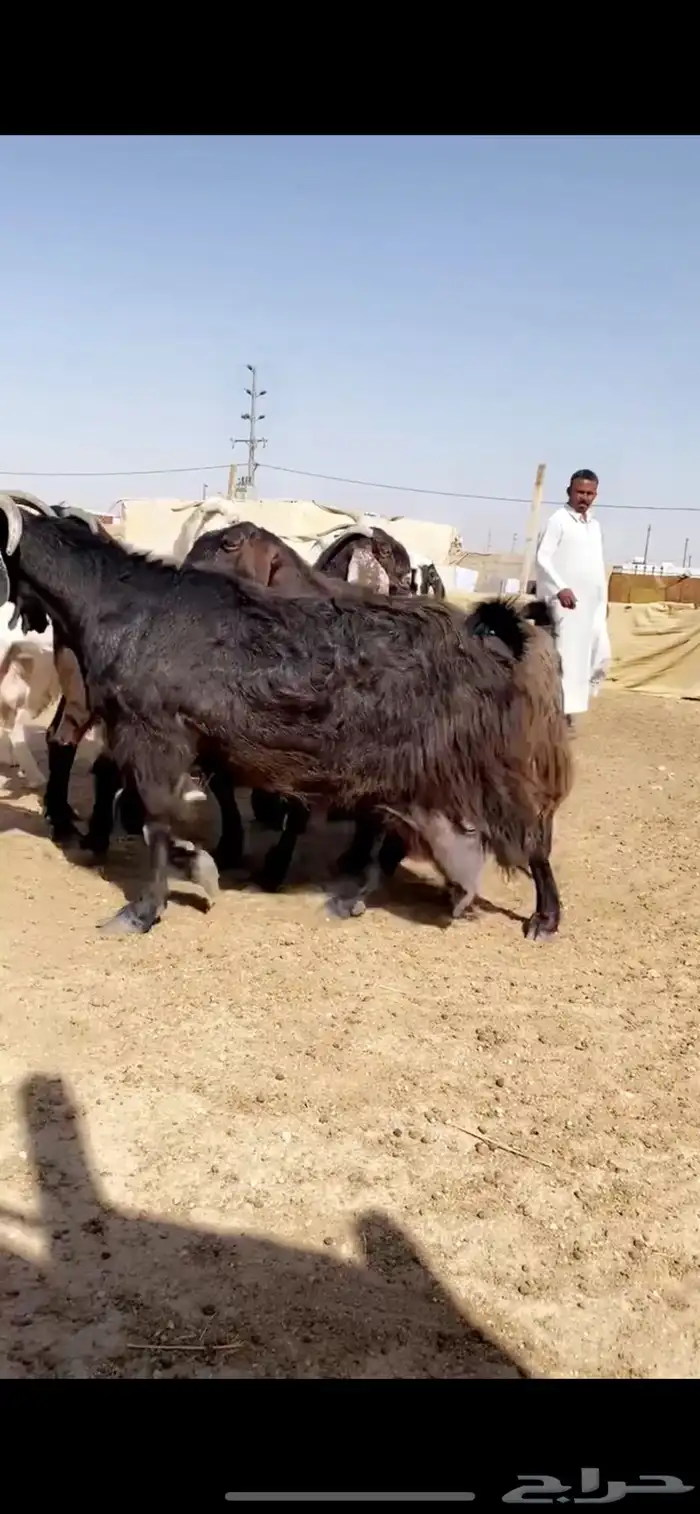 معزا مشاريك 0