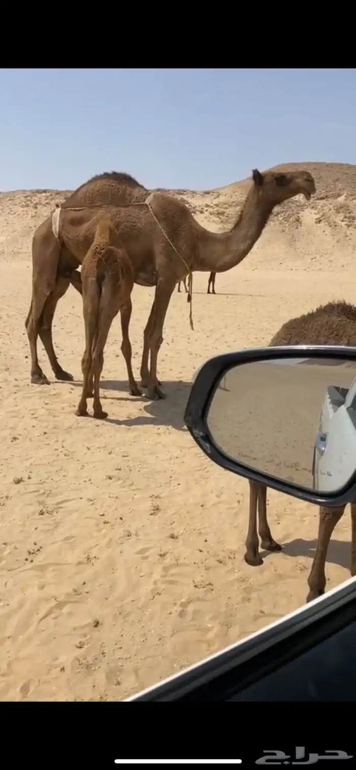 شعلا خفوت كفو 2