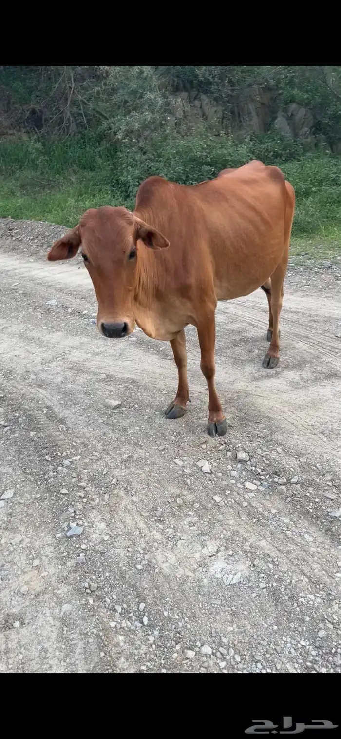 بقر 2