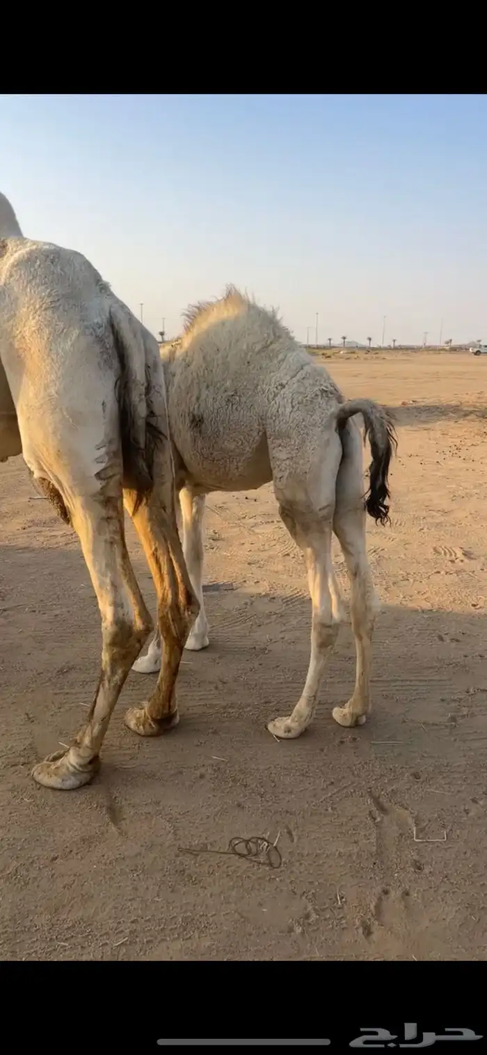 منيحه طيبه للبيع 5