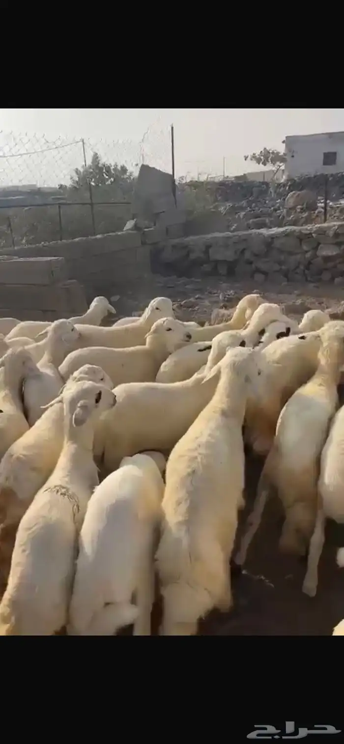 بهم 1