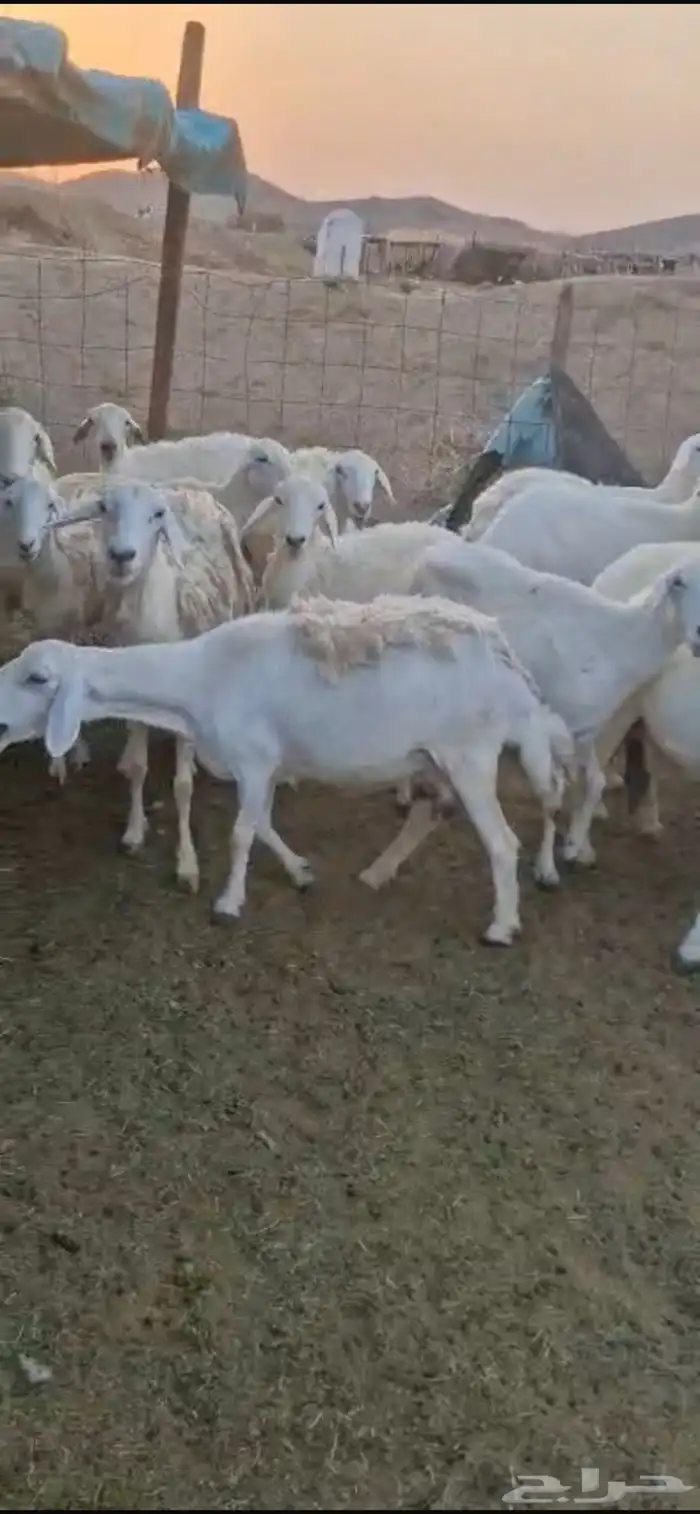 للبيع غنم حريات مواليد 3