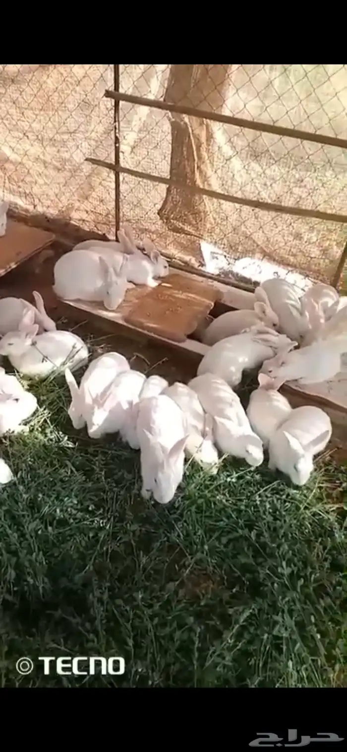 للبيع ارانب فرنسية 1