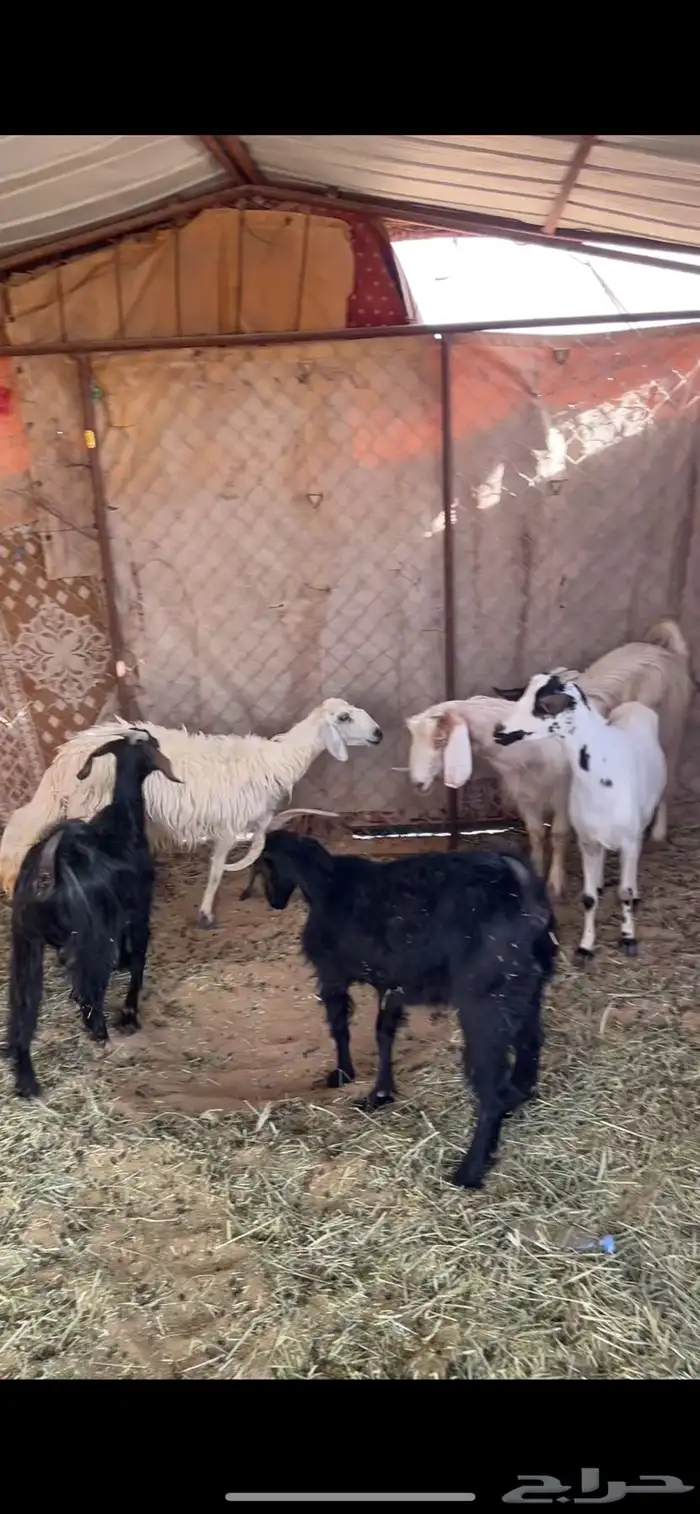 مواشي 0