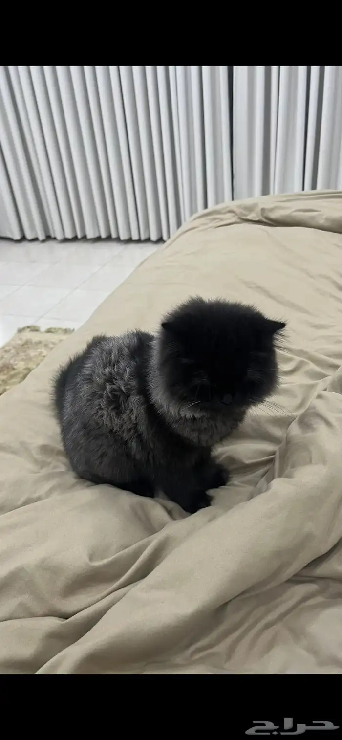 قطوه للتبني 1