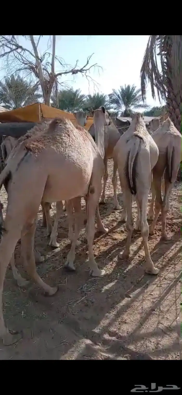 ي مرحب بااهل الزين قعدان جمله وتفريد 0