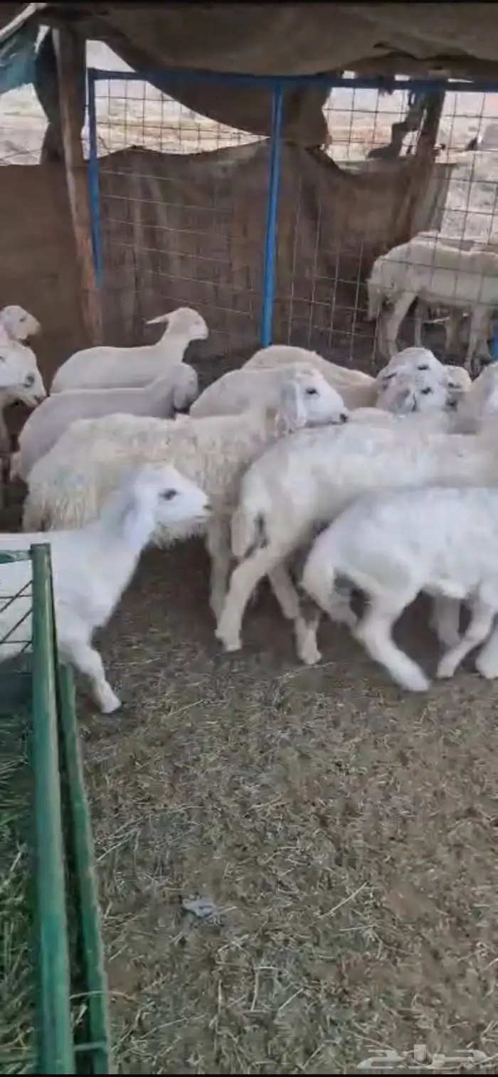 للبيع غنم حريات مواليد 8