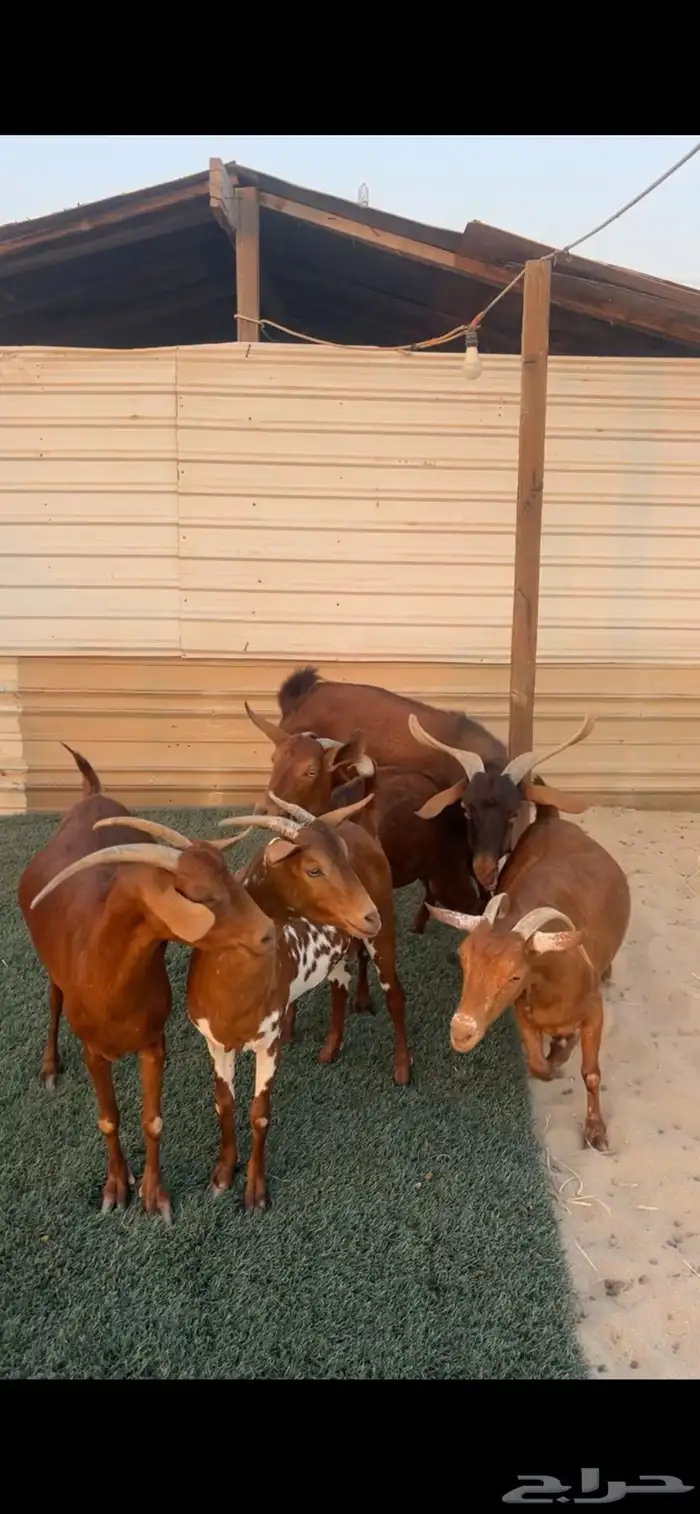 4 معزا دهم جنوبيات مع الفحل صغار اعمار 0