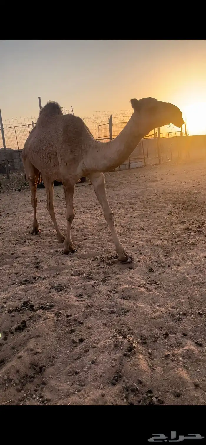 بكرة شعلا 0