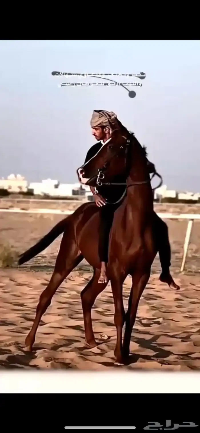 حصان كفو 0